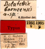 CollectionObject 1505176; e376b45a-b130-4429-bebb-69df6007fac7: labels (allotype). (CollectionObject).
