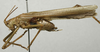 CollectionObject 1535055; ef16bb8e-242c-450f-8210-a9c2d4bfe98c: male, lateral view (holotype). (CollectionObject).