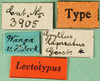 CollectionObject 1500760; f05baea1-9bd1-4109-8111-1aab8a4f5a1d: labels (holotype or lectoytpe of Modicogryllus laqueatus). (CollectionObject).