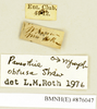 CollectionObject 1573004; 18431c15-234f-40ca-951e-a24c896a6135: Copyright Natural History Museum, London. Labels from non-type (male nymph) in BM(NH). (CollectionObject).