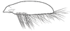 Subgenital plate, ventral view on Coarctana rana (DeLong & Wolda, 1982): Male [DZUP]: subgenital plate, ventral view. (Observation).