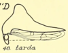 Habitus, lateral view: !! display not done !! on Telamona tarda Ball, 1925: (Observation).