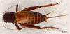 CollectionObject 2804314; d9d1f5ba-46bf-4180-a0db-8ce67f4a8fc4, FCE- GY 40, occurrenceID:- GY 40: Cabo Polonio - Rocha, 18-II-2003, PLaya Sur en linea de resaca, col. F. Achaval. Female, dorsal habitus. Facultad de Ciencias - UDELAR (FCE - GY 040). (CollectionObject).