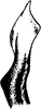 Stylus on Eurysanoides flavobrunnea (Dlabola, 1956): Stylus. (Observation).