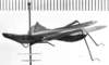 CollectionObject 1530390; da4dd96c-8071-46bf-b596-1071a853f2ab: Image Carbonell, C.S. male (holotype of Truxalis acridoides). (CollectionObject).