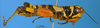 CollectionObject 1567410; 3a5898b1-1097-4fb0-960c-a755cc59e36e: female, lateral view (syntype). (CollectionObject).