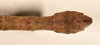 CollectionObject 1559795; 6ee93ef6-2dad-49c4-9663-219a1fa4b6b4: copyright OUMNH. male: end of abdomen, dorsal view of Phasma (Acanthoderus) lacertinum (holotype). (CollectionObject).