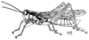 Melanoplus foedus fluviatilis Bruner, 1897: Fig. 147 (after Bruner). male (body length 22-23 mm). (Otu).