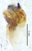 CollectionObject 1523721; ad1bcb63-524d-4858-89c5-ff139da82df0: male genitalia, lateral view (holotype). (CollectionObject).