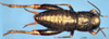 CollectionObject 1476765; 02787473-ee93-4d51-82d2-91ba58fb889e: male, dorsal view (holotype). (CollectionObject).