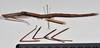 CollectionObject 1558581; 5094e634-967d-4141-83cf-733a7e174ce9: copyright NTUC. female, lateral view (syntype). (CollectionObject).;CollectionObject 1558582; 20db8149-d18d-4462-8167-11f604b61075: copyright NTUC. female, lateral view (syntype). (CollectionObject).