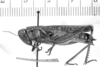 Dichroplus obscurus Bruner, 1900: female, lateral view. (Otu).