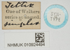 CollectionObject 1477366; b7e9c31c-8fb7-4468-aa0a-6a55598bf2da, NHMUK010924494: labels (syntype of Tettix simplex). (CollectionObject).