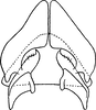Subgenital plate: !! display not done !! on Penthimia nigra (Goeze, 1778): Subgenital plate. (Observation).