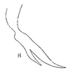 Pygofer, lateral view: Pygofer, lateral view. (Observation).
