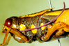 CollectionObject 1498828; 1783afad-7590-4bb1-b9be-3e5e70c2c749: 2012. female, head and pronotum, lateral view. (CollectionObject).