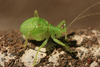 Aerotegmina taitensis Hemp, 2013: 2013. male (Taita Mountains, Mount Vuria). (Otu).