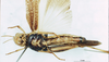 CollectionObject 1580244; 62fe0243-1a31-466d-b88e-6a4680948580: female, ventral view (paratype). (CollectionObject).