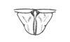 Neopedies digitatus Ronderos, 1991: Fig. C. male supranal plate and furculae. (Otu).