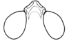 Ageneotettix deorum (Scudder, 1876): Fig. 66. head, dorsal view. (Otu).