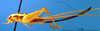 CollectionObject 1565730; 1ed0854e-1f82-41a3-bb9f-3c9c7b3e1942: female, lateral view (paratype). (CollectionObject).