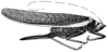 Moncheca pretiosa Walker, 1869: Pl. XXII, Fig. 13 (Cordillera del Rusio, Tolima). female. (Otu).