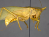 CollectionObject 2189003; 3e92da30-72d7-4127-a757-5a992b930552, ZUFMS ORT00844: Male habitus, lateral view. (CollectionObject).