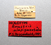 Other on Amastris alapigmentata Broomfield, 1976: (Observation).