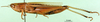 CollectionObject 1568782; 045985ac-21fc-41a7-9428-77bcb22b8c6d: female, lateral view (paralectotype of Tristria musanae). (CollectionObject).