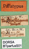 CollectionObject 1502449; a60ee6c5-395c-4927-96a5-be90d833aa6b: labels (syntype). (CollectionObject).