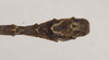 Dinophasma kinabaluense Bragg, 2001: copyright Natural History Museum, London. male: end of abdomen, dorsal view (paratype). (Otu).