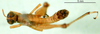 CollectionObject 1500945; 656a5423-355d-43a1-a2e8-7068da79d8fe, DORSA BA000326S01: male, dorsal view (holotype). (CollectionObject).