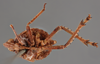 Habitus ventral view: !! display not done !! on Orgerius rhyparus Stål, 1859: (Observation).