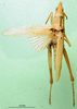 CollectionObject 1501073; b867695e-74ee-4518-8a32-a1fdd3300ca0: female, dorsal view (holotype of Tagasta concolor). (CollectionObject).
