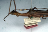 CollectionObject 1561407; NMW 184', 9165fea0-4e5c-4016-836b-a17dde80f8f0: copyright NMW, Vienna. female: head and thorax, lateral view (syntype). (CollectionObject).