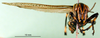 CollectionObject 1501120; df0a4123-1975-493d-a3ae-169080775fc6, MfN 1755: male, frontal view (syntype). (CollectionObject).