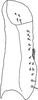 Subgenital plate, ventral view on Anufrievia subapicifixa Yang & Zhang, 2018: Subgenital plate. (Observation).