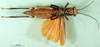 CollectionObject 1576220; e5b30786-4ed1-457f-8570-90234519c9f1: female, ventral view (allotype). (CollectionObject).