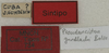CollectionObject 1535887; de1a9c61-0c56-41e0-a893-afa9fcdd1377: labels (syntype). (CollectionObject).
