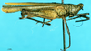 CollectionObject 1581431; 0681d02d-347a-4b32-8d4c-604db760a8d3: female, lateral view (paratype). (CollectionObject).
