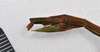 Paratropidoderus spinosus Brock & Hasenpusch, 2007: copyright ANIC. female, lateral view, from Cobar, NSW, 8.i.1974 (non-type). (Otu).