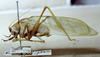 CollectionObject 1503433; MBBJ 3226092, c15143f0-02d8-4e63-814b-38689662923c: male, lateral view. (CollectionObject).