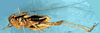 CollectionObject 1505304; 4ba5ef3e-cff3-47d0-bc1f-209e296f20a0: male, lateral view (holotype). (CollectionObject).