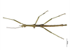 CollectionObject 1572436; 18045714-b8ea-495b-9233-3e200dccc647: copyright AMNZ, Auckland. male (paratype). (CollectionObject).