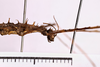 CollectionObject 1558137; 1538b937-0ef1-466b-a439-0ce0bdb24f0a: copyright MNHG, Geneva. male: head & thorax, lateral view (syntype). (CollectionObject).;CollectionObject 1558138; e96a9060-98ad-481a-b0ea-009f1452e544: copyright MNHG, Geneva. male: head & thorax, lateral view (syntype). (CollectionObject).