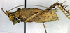 CollectionObject 1500479; 28eb1944-fbac-4585-95cf-3d9960f9e403: male, lateral view (holotype). (CollectionObject).