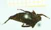 CollectionObject 1586360; 88af12d2-6f6a-4932-9176-737d84ce7d30: female, dorsal view. (CollectionObject).