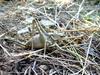 CollectionObject 1591162; c62a53fa-b220-4882-ba6c-1e88188538c9: female (BG: Crimea, near Kurortnoe). (CollectionObject).