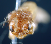 CollectionObject 1532618; 401820c1-c3bd-409e-a4f1-7ad99f4a4a65: female, frontal view (holotype). (CollectionObject).