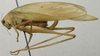 CollectionObject 1535913; d117365e-5930-4cff-9473-f18bc9f99a9f: female, lateral view (syntype). (CollectionObject).